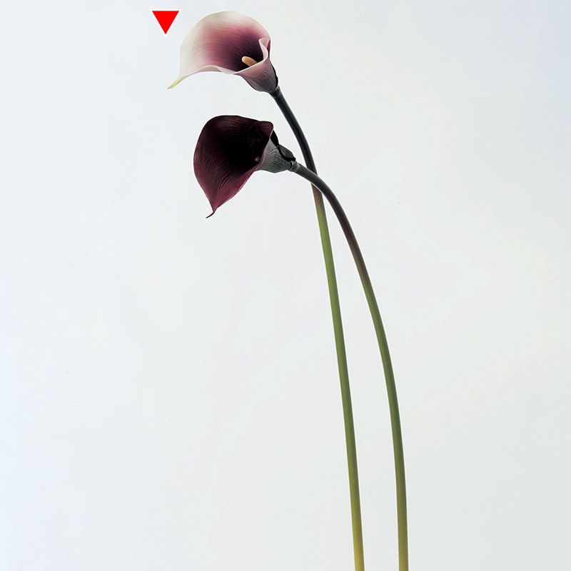 アスカ商会 造花 A-39480　カラーリリィ #007W　パ-プルホワイト 1本（ご注文単位1本）【直送品】