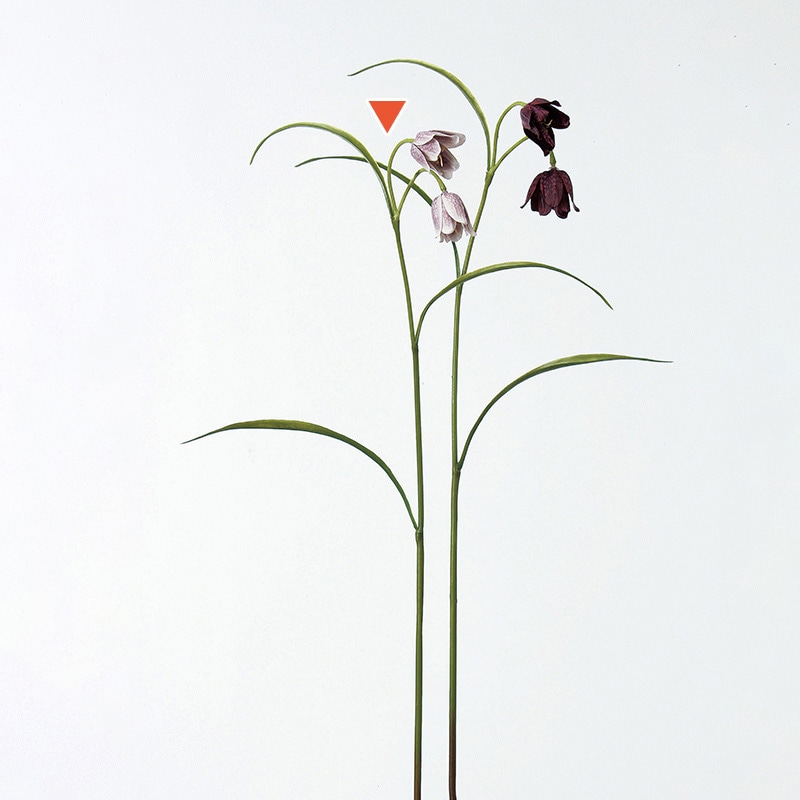 パープルクリーム