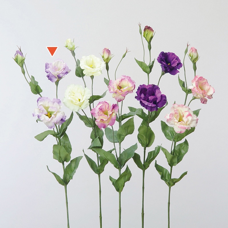 パープルクリーム