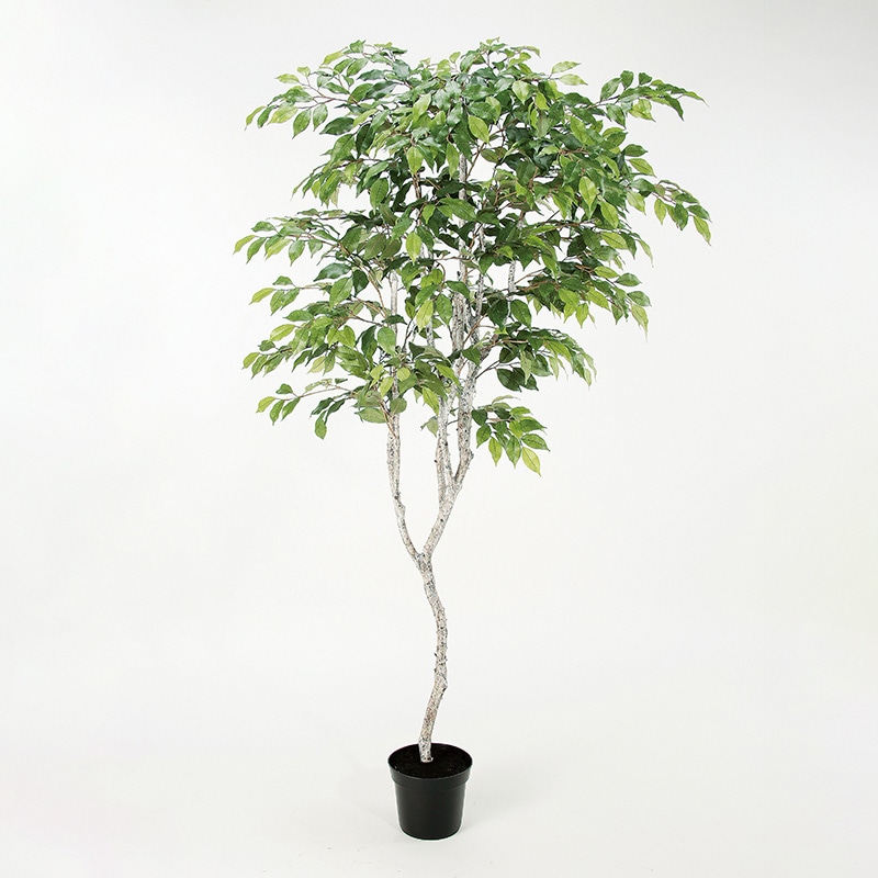 アスカ商会 造花・観葉植物 A-50881ファイカスツリー #051A　グリ-ン　ポット付 1本（ご注文単位1本）【直送品】