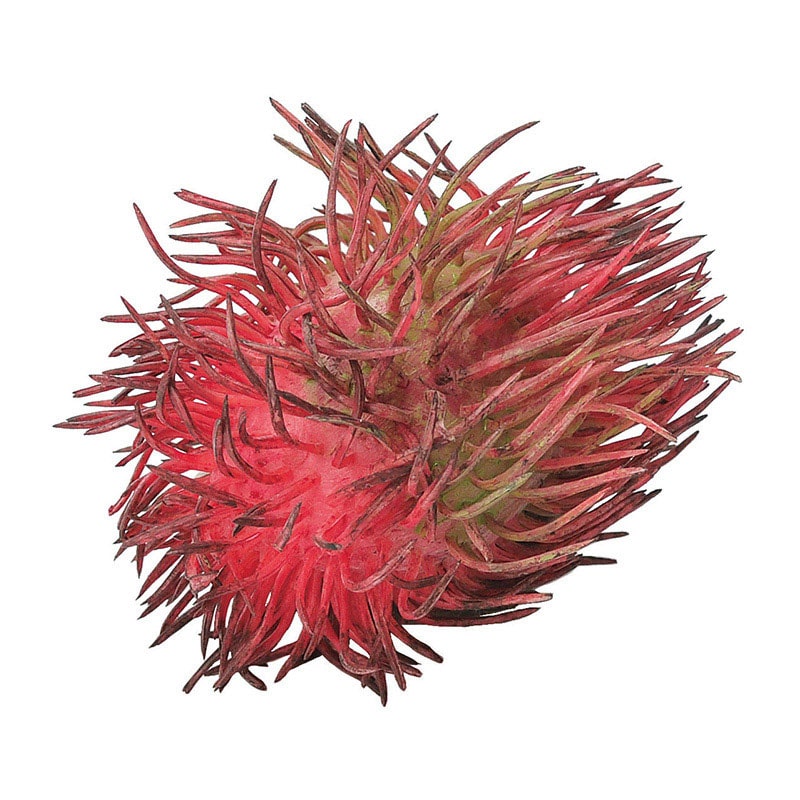 アスカ商会 ディスプレイ用フルーツ A-20432　ランブータン #002　レッド 1個（ご注文単位1個）【直送品】