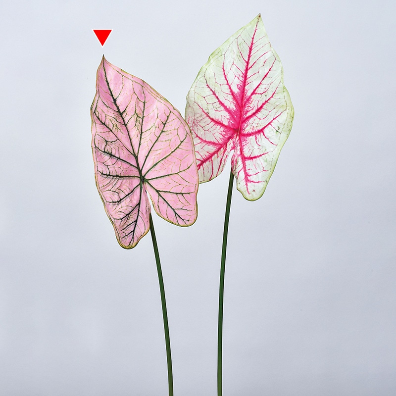 アスカ商会 造花・グリーン A-43682　カラジューム #003G　ピンクグリ-ン 1本（ご注文単位1本）【直送品】