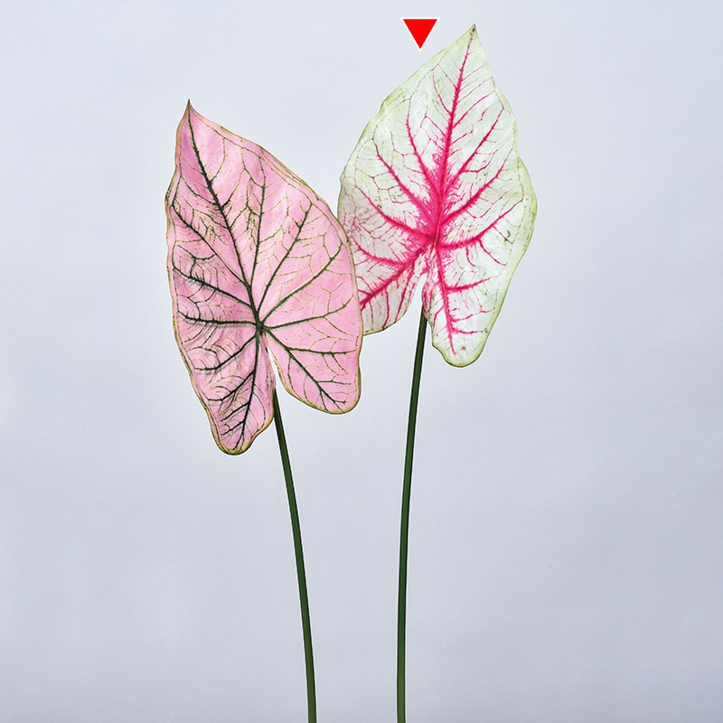 アスカ商会 造花・グリーン A-43682　カラジューム #052R　レッドグリ-ン 1本（ご注文単位1本）【直送品】