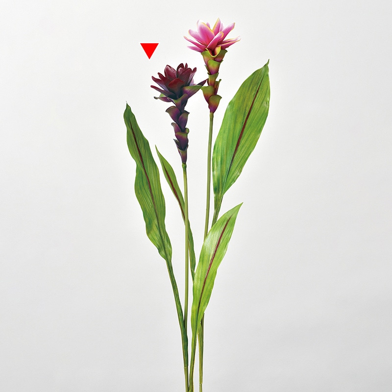 ダークパープル