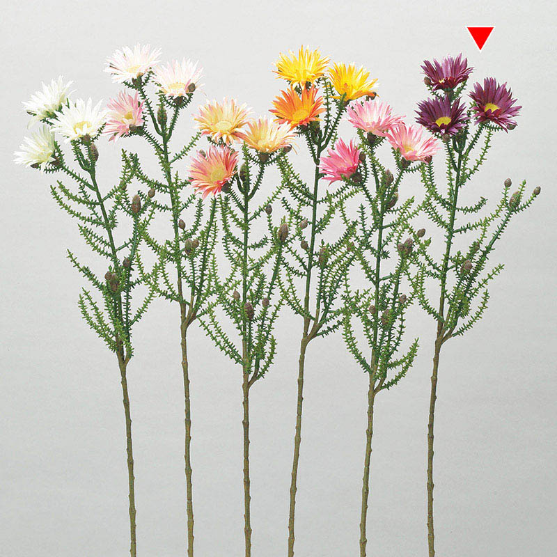 エッグプラント