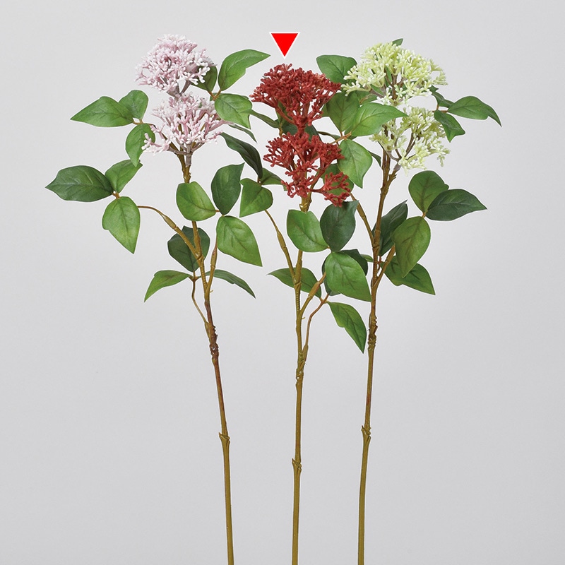 ブラウンレッド