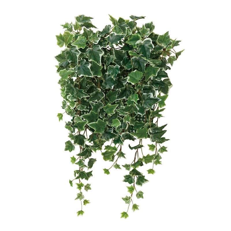 アートクリエーション 光の楽園 フェイクグリーン 壁面緑化斑入りアイビー 441C70 1個(ご注文単位1個)【直送品】