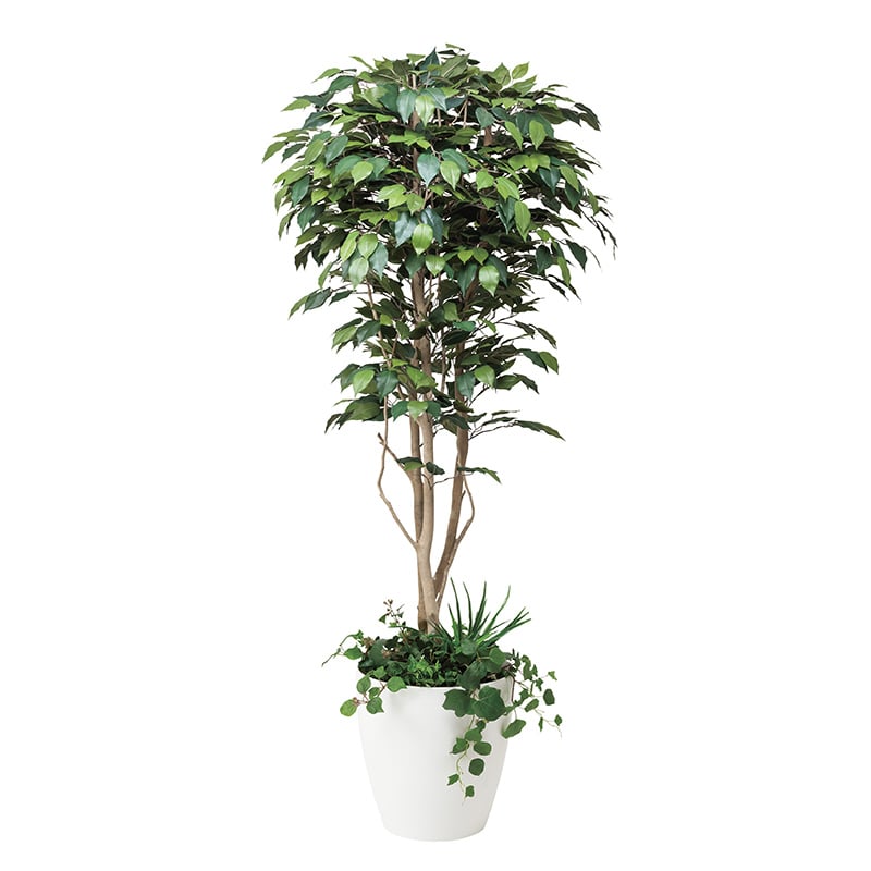 アートクリエーション 光の楽園 フェイクグリーン フィカスベンジャミン 1.8m 植栽付き 508F500 1個（ご注文単位1個）【直送品】