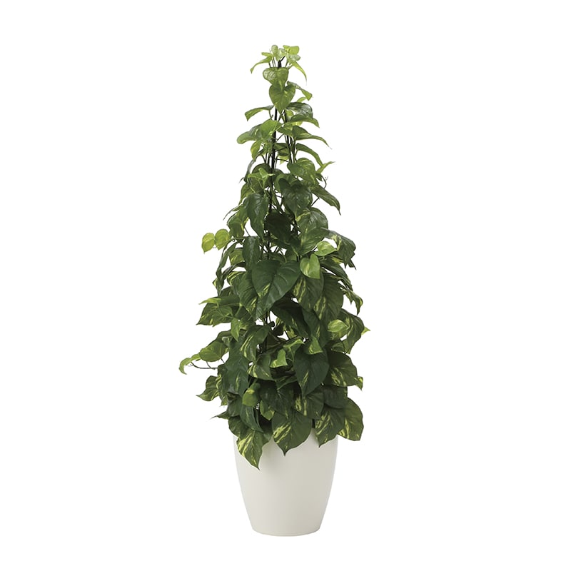 アートクリエーション 光の楽園 フェイクグリーン フレッシュポトス 1.2m 2023K280 1個（ご注文単位1個）【直送品】