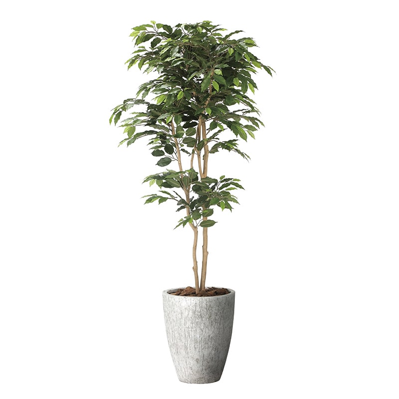 アートクリエーション 光の楽園 フェイクグリーン ナチュラルベンジャミン 1.8m 2405A650 1個（ご注文単位1個）【直送品】