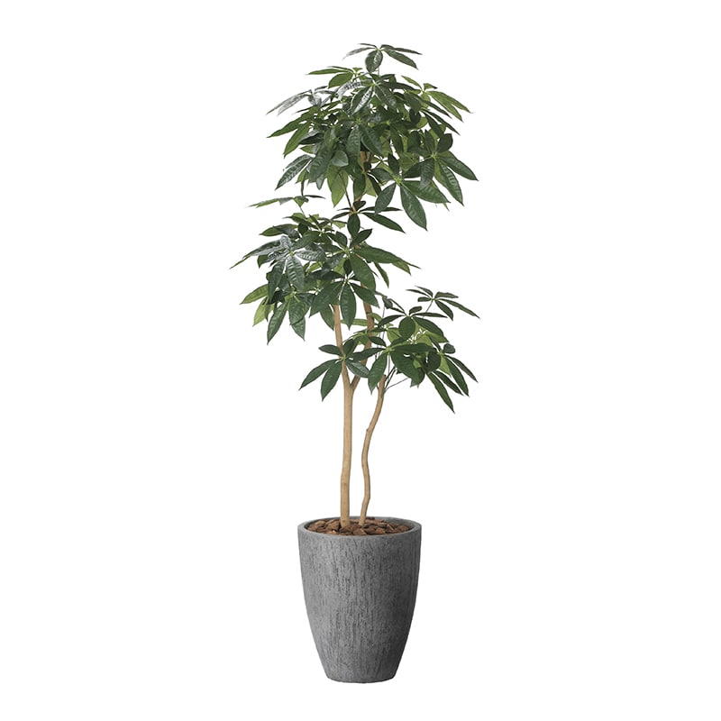 アートクリエーション 光の楽園 フェイクグリーン ナチュラルパキラ 1.8m 2404P585 1個（ご注文単位1個）【直送品】