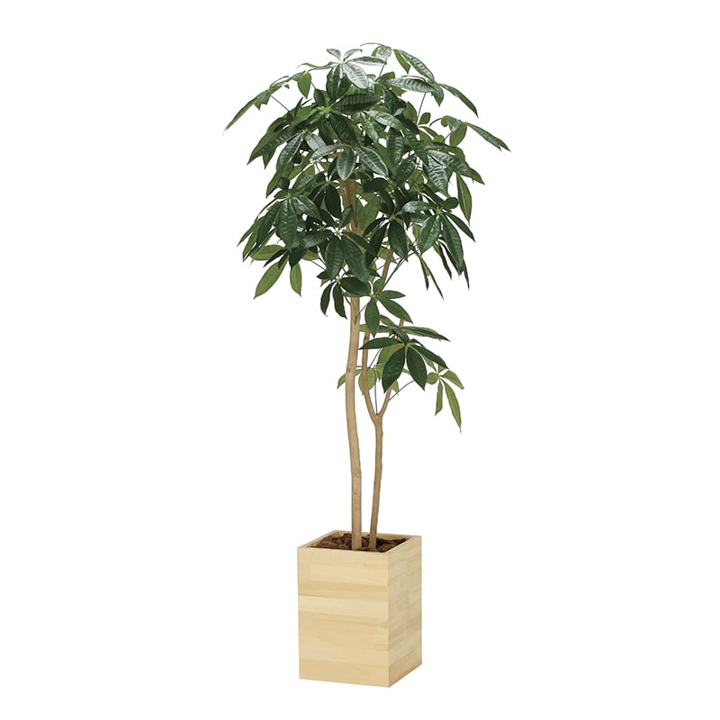 アートクリエーション 光の楽園 フェイクグリーン ウッドボックスパキラ 1.6m 2309P430 1個（ご注文単位1個）【直送品】