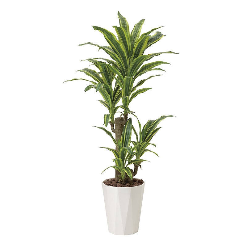 アートクリエーション 光の楽園 フェイクグリーン フレッシュドラセナ 1.25m 428P280 1個（ご注文単位1個）【直送品】