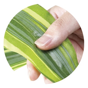 アートクリエーション 光の楽園 フェイクグリーン フレッシュドラセナ 1.25m 428P280 1個(ご注文単位1個)【直送品】