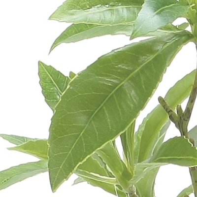 アートクリエーション 光の楽園 アートフラワー フレッシュアセビ 2507 A55 1個(ご注文単位1個)【直送品】