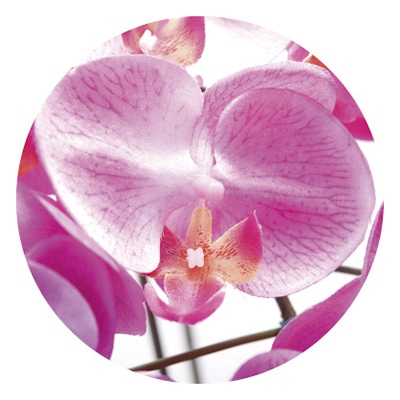 アートクリエーション 光の楽園 アートフラワー ロイヤル胡蝶蘭 5本立ち L 446A300 1個(ご注文単位1個)【直送品】