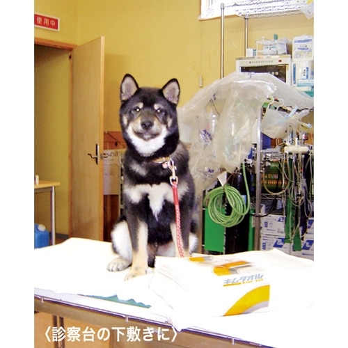 エスコ EA929AT-6A 380x600mm 工業用ワイパー(50枚) 1束 (ご注文単位1束)【直送品】