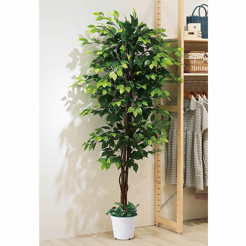 ストア・エキスプレス 立ち木 人工樹木 ベンジャミン グリーン H180cm 61-752-67-1 1台(ご注文単位1台)【直送品】