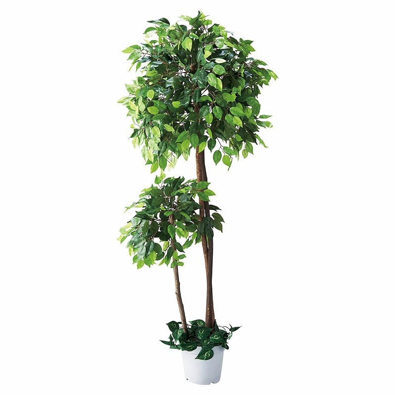 ストア・エキスプレス 人工樹木 ベンジャミンダブル H180cm 61-428-23-1 1台(ご注文単位1台)【直送品】