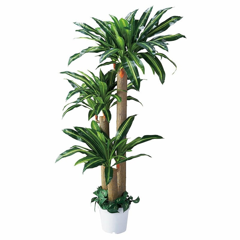 ストア・エキスプレス 人工樹木 幸福の木 H180cm 61-428-24-1 1台(ご注文単位1台)【直送品】