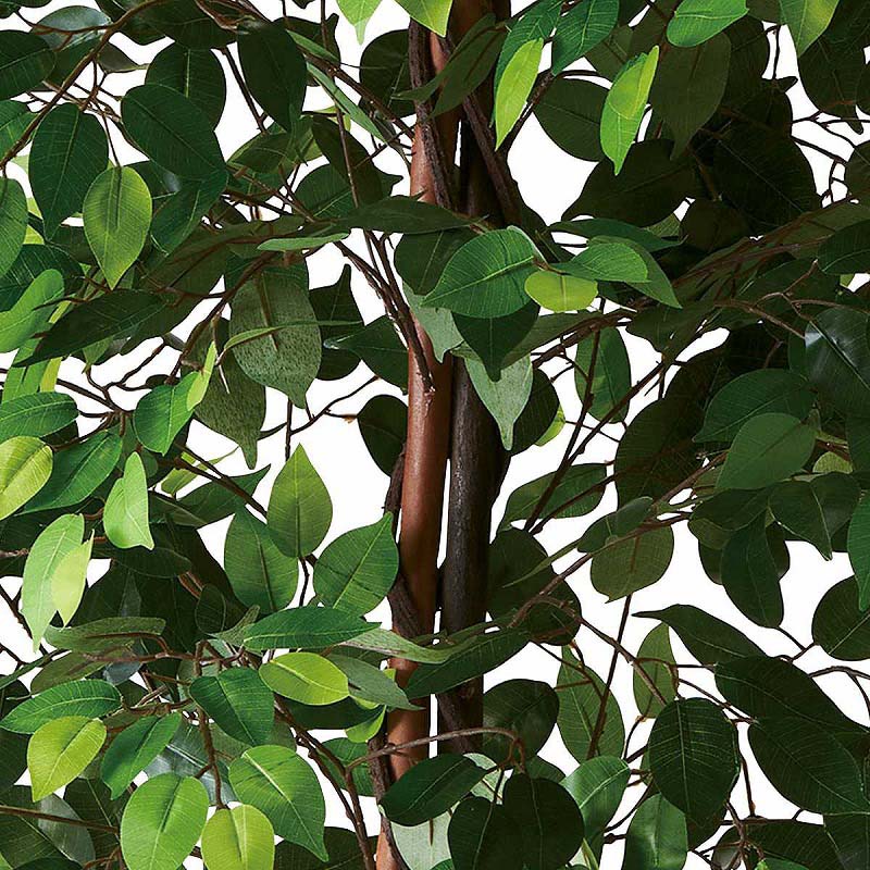 ストア・エキスプレス 立ち木 人工樹木 ベンジャミン グリーン H210cm 61-754-95-1 1台(ご注文単位1台)【直送品】