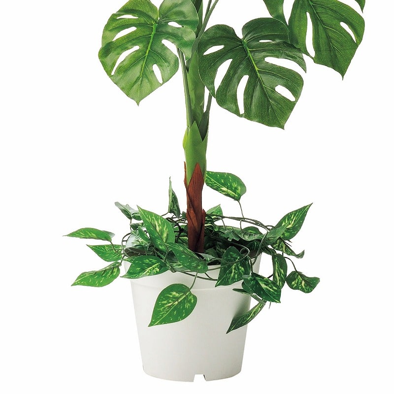 ストア・エキスプレス 人工樹木　モンステラ H165cm 61-428-27-1 1台（ご注文単位1台）【直送品】