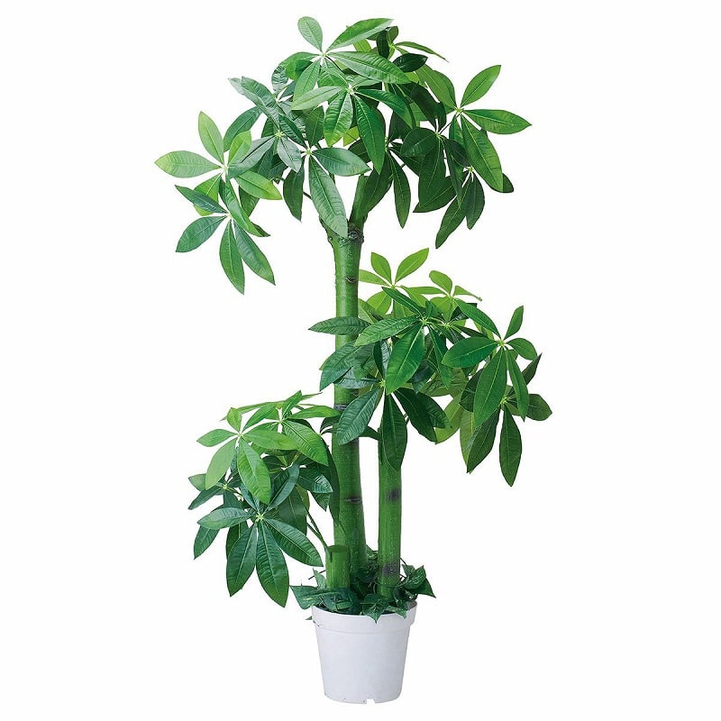 ストア・エキスプレス 人工樹木　パキラ H150cm 61-655-55-1 1台（ご注文単位1台）【直送品】