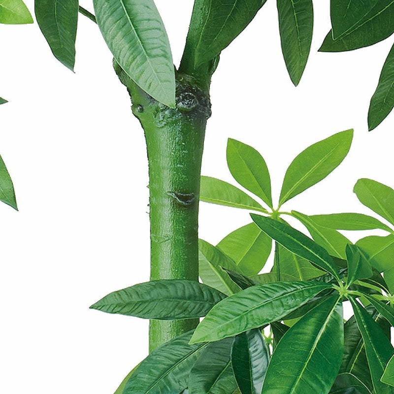 ストア・エキスプレス 人工樹木 パキラ H150cm 61-655-55-1 1台(ご注文単位1台)【直送品】