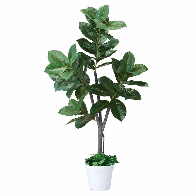 ストア・エキスプレス 人工樹木　ゴムの木 H150cm 61-655-55-4 1台（ご注文単位1台）【直送品】