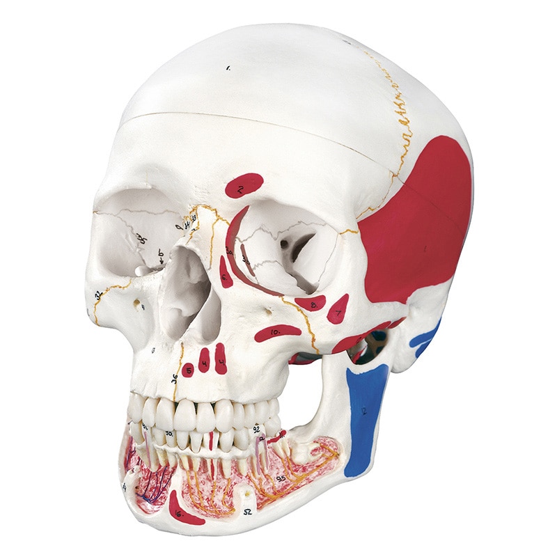 頭蓋・下顎開放型 3分解モデル A22/1 20×13.5×15.5cm 1台(ご注文単位1台)【直送品】