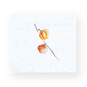 マイン 敷紙 鮮度保持紙 大 ほおずき 100枚入 M30-357 1束（ご注文単位1束）【直送品】