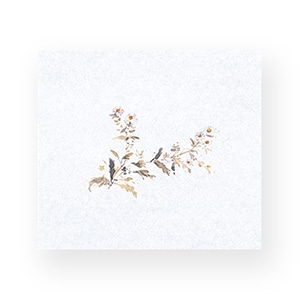 マイン 敷紙 鮮度保持紙 大 菊 100枚入 M30-360 1束（ご注文単位1束）【直送品】