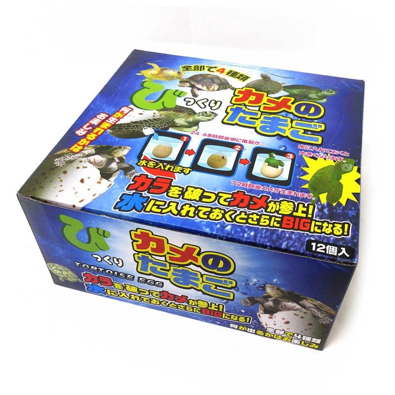 ファースト・アロー びっくりたまご カメ 206-669 1個(ご注文単位12個)【直送品】