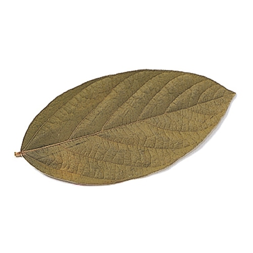 モノ・インターナショナル Vermont　プリザーブドフラワー 02067　ベルベットリーフ イエロー　25枚/袋（ご注文単位1袋）【直送品】