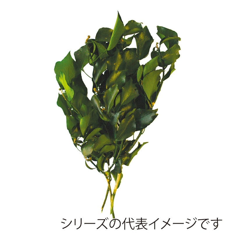 モノ・インターナショナル verdissimo　プリザーブドフラワー 03010　ヘデラ・アルボレア グリーン 1束（ご注文単位1束）【直送品】