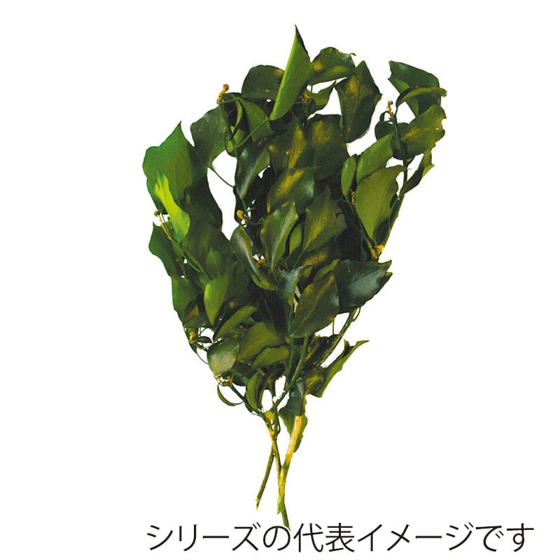 モノ・インターナショナル verdissimo　プリザーブドフラワー 03011　ヘデラ・アルボレア グリーン 1束（ご注文単位1束）【直送品】