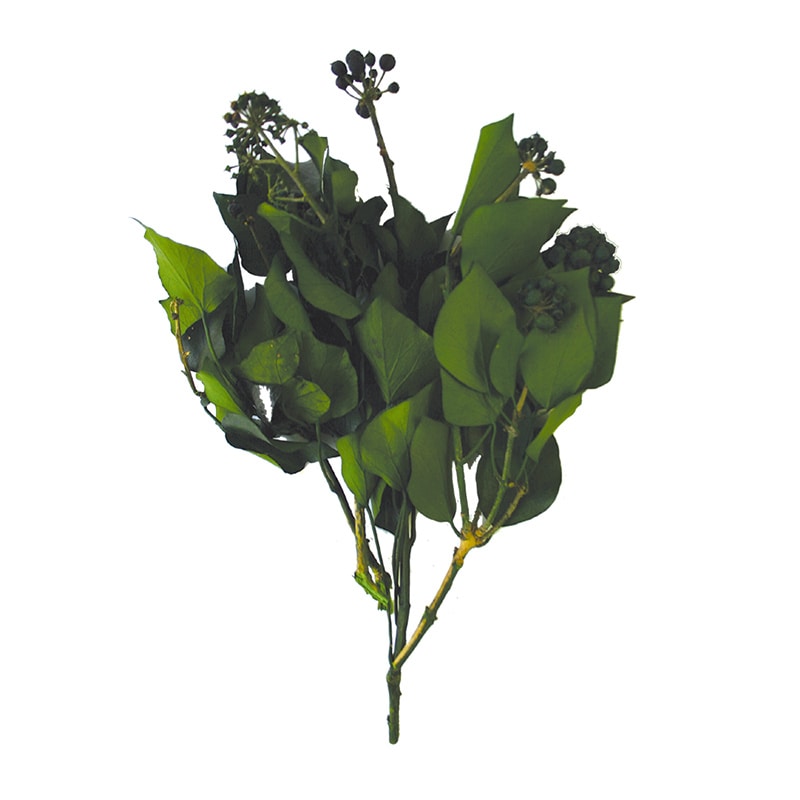 モノ・インターナショナル verdissimo　プリザーブドフラワー 03021　ヘデラ・アルボレア　実付 グリーン 1束（ご注文単位1束）【直送品】