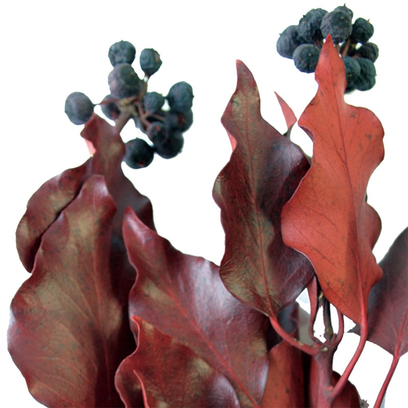 モノ・インターナショナル verdissimo　プリザーブドフラワー 03022　ヘデラ・アルボレア　実付 レッド 1束（ご注文単位1束）【直送品】