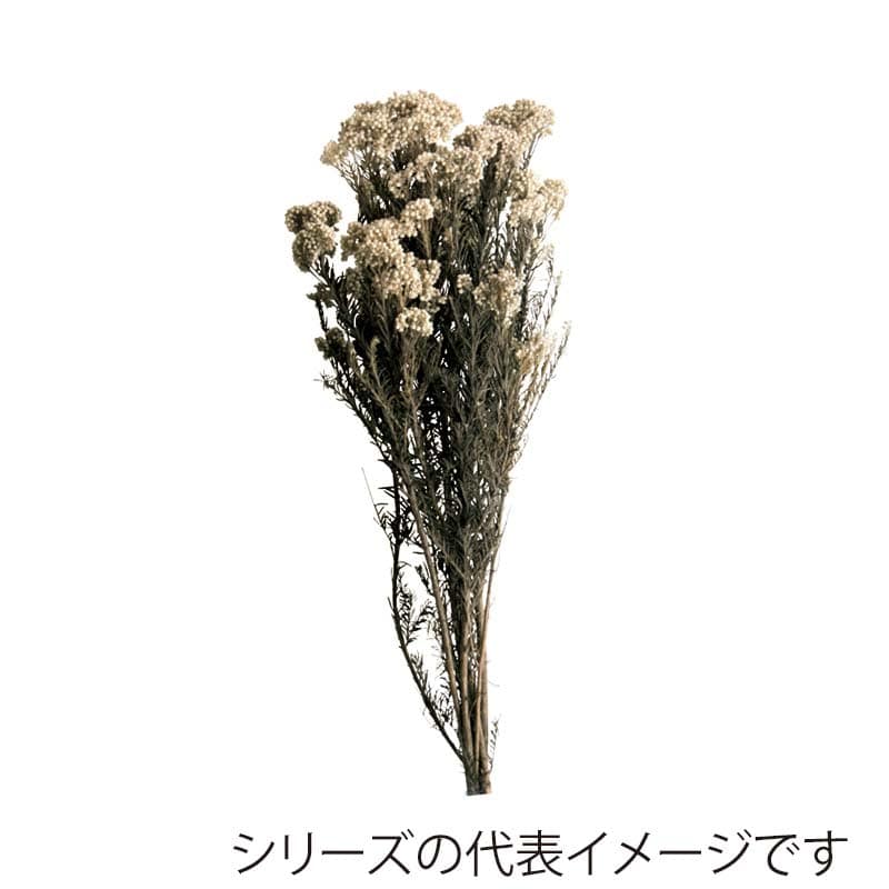 プリザーブドフラワー 花材