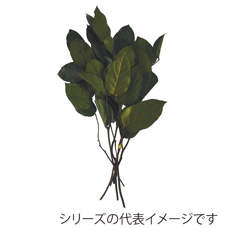 モノ・インターナショナル verdissimo　プリザーブドフラワー 03301　レモンリーフ グリーン 1束（ご注文単位1束）【直送品】