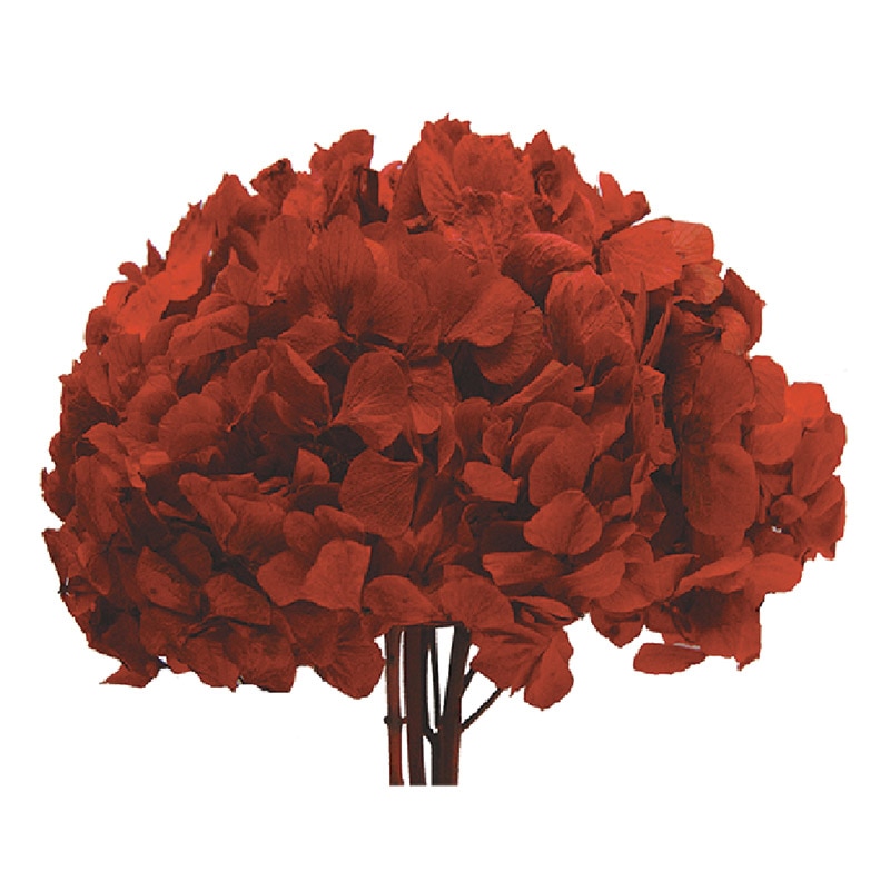 モノ・インターナショナル verdissimo　プリザーブドフラワー 06148　アジサイ レッド　束 1束（ご注文単位1束）【直送品】