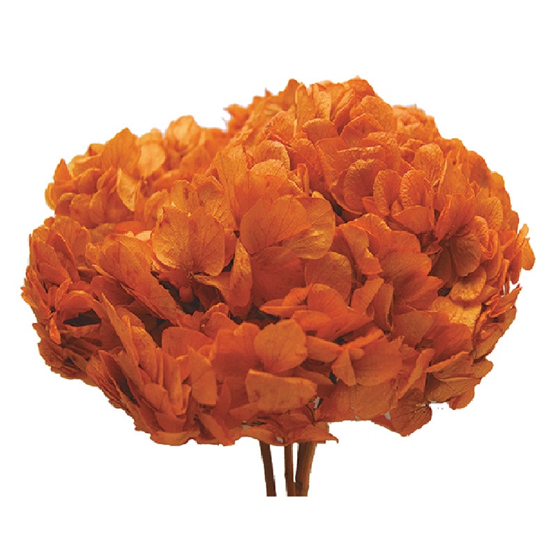 メープルレッド