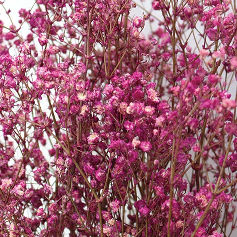 バイオレットピンク