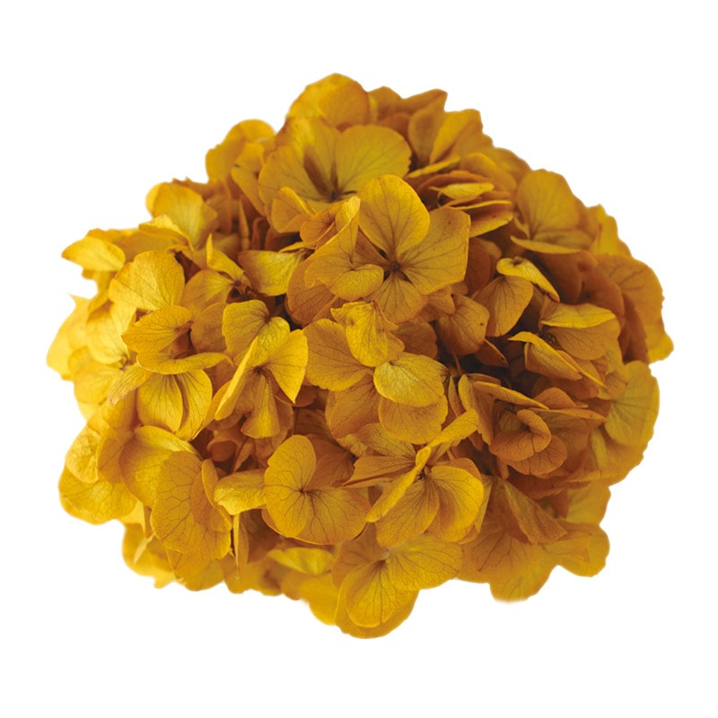 モノ・インターナショナル Vermont　プリザーブドフラワー 15702　アジサイ マスタードイエロー　箱 1箱（ご注文単位1箱）【直送品】