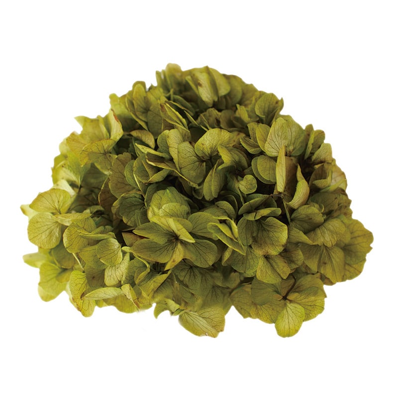 モノ・インターナショナル Vermont　プリザーブドフラワー 15703　アジサイ ハーブグリーン　箱 1箱（ご注文単位1箱）【直送品】