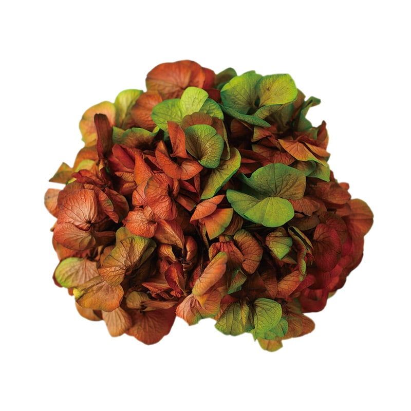 モノ・インターナショナル Vermont　プリザーブドフラワー 15704　アジサイ グリーンボルドー　箱 1箱（ご注文単位1箱）【直送品】