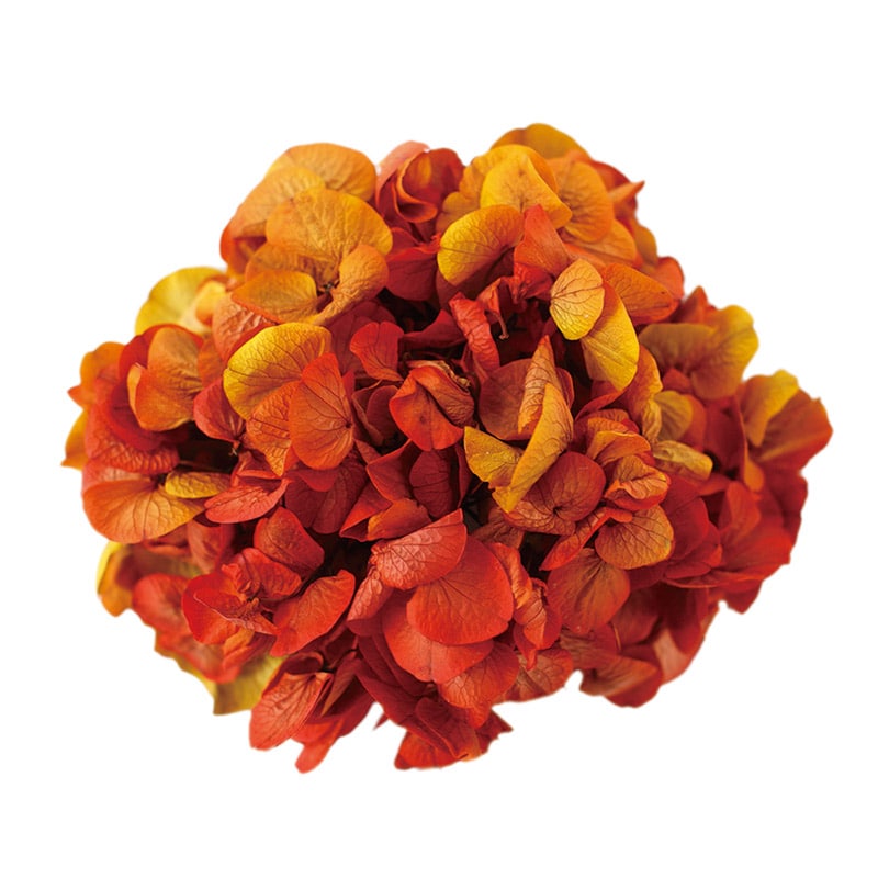 モノ・インターナショナル Vermont　プリザーブドフラワー 15706　アジサイ サンセットボルドー　箱 1箱（ご注文単位1箱）【直送品】