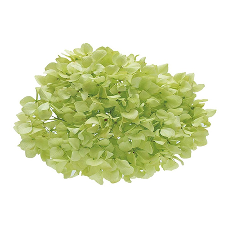 モノ・インターナショナル Vermont　プリザーブドフラワー 15714　アジサイ ピスタチオ　箱 1箱（ご注文単位1箱）【直送品】