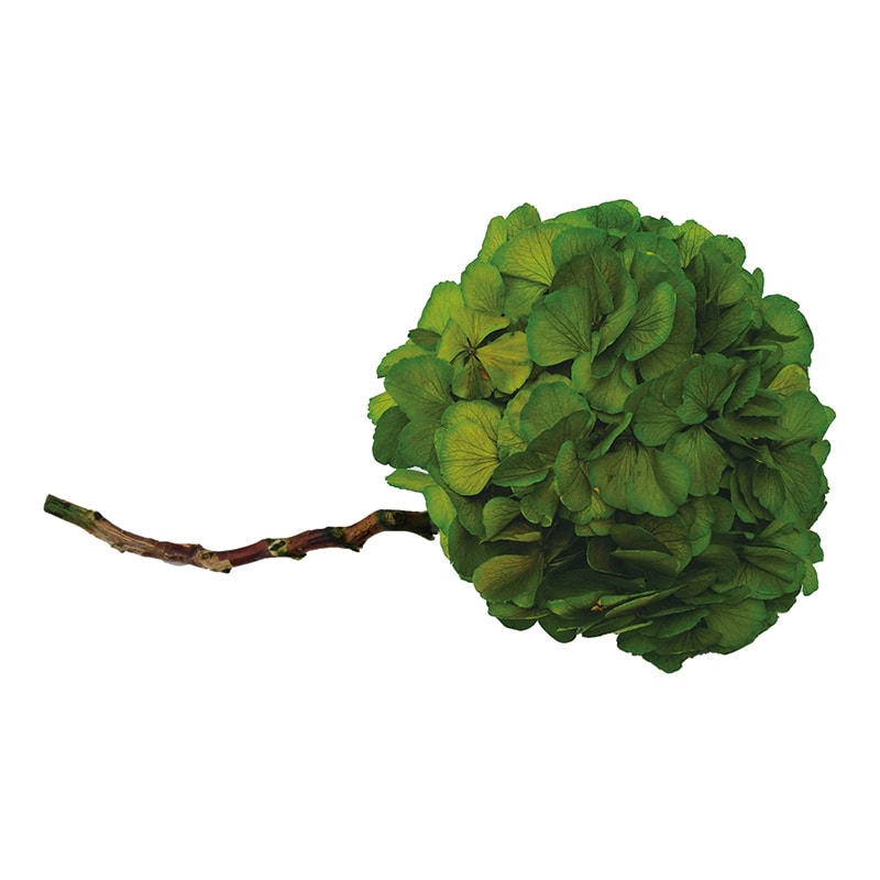 モノ・インターナショナル Vermont　プリザーブドフラワー 16703　ケニアアジサイ ハーブグリーン　束 1個（ご注文単位1束）【直送品】