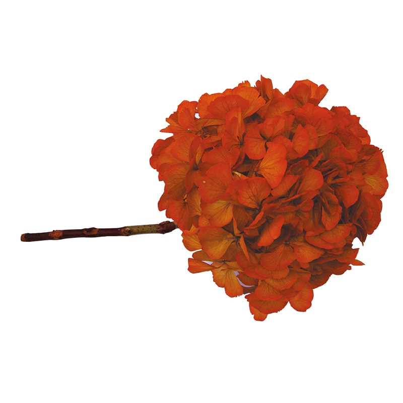モノ・インターナショナル Vermont　プリザーブドフラワー 16709　ケニアアジサイ オレンジ　束 1個（ご注文単位1束）【直送品】